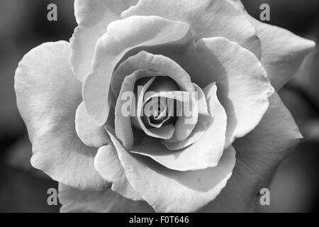 Pretty flower rose bud Stock Photo