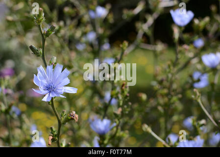 Delicate blue chicory flowers bloom in the summer sunlight - selective focus Stock Photo