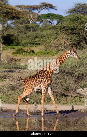 Masai Giraffe at a Water Hole Stock Photo