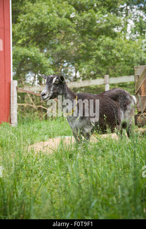 Alpine dairy goat in pasture by its barn in Galena, Illinois, USA Stock Photo