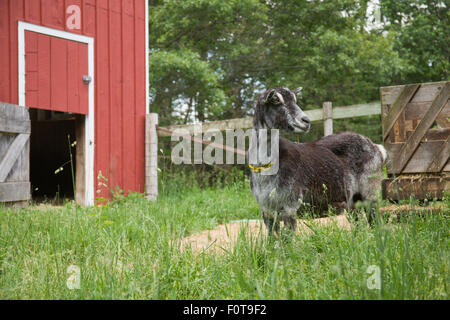 Alpine dairy goat in pasture by its barn in Galena, Illinois, USA Stock Photo