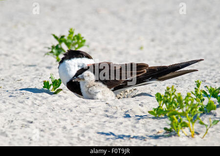 Black Skimmer and Chick in Nest Sleeping Stock Photo