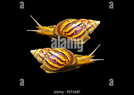 Snail isolated on black background Stock Photo