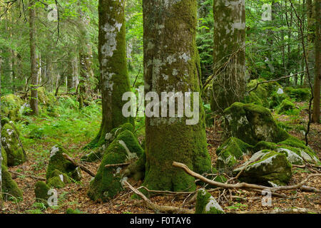 Fir (Abies sp), Beech (Fagus silvatica) and Spruce (Picea abies) old-growth virgin forest in Special Forest Reserve, Velebit Nature Park, Rewilding Europe area, Velebit mountains, Croatia, June 2012 Stock Photo