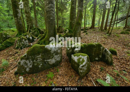 Fir (Abies sp), Beech (Fagus silvatica) and Spruce (Picea abies) old-growth virgin forest in Special Forest Reserve, Velebit Nature Park, Rewilding Europe area, Velebit mountains, Croatia, June 2012 Stock Photo