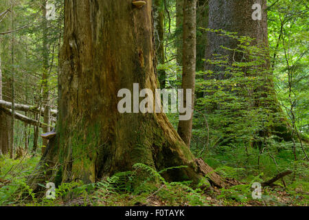 Fir (Abies sp), Beech (Fagus silvatica) and Spruce (Picea abies) old-growth virgin forest in Special Forest Reserve, Velebit Nature Park, Rewilding Europe area, Velebit mountains, Croatia, June 2012 Stock Photo