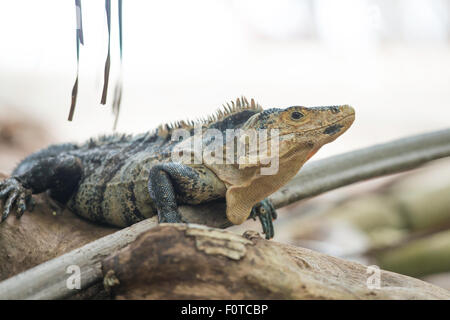 Black Ctenosaur or Ctenosaura similis in a Costa Rica tropical forest. Stock Photo