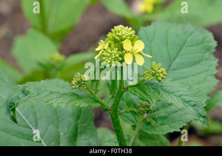 Black Mustard - Brassica nigra A Source of Mustard spice Stock Photo