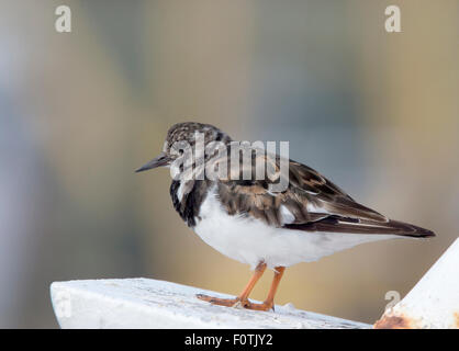Turnstone, (Ruddy Turnstone, Arenaria interpres), moulting adult, Newlyn, Cornwall, England, UK. Stock Photo
