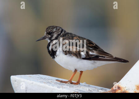 Turnstone, (Ruddy Turnstone, Arenaria interpres), moulting adult, Newlyn, Cornwall, England, UK. Stock Photo