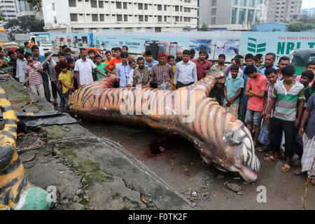 Dhaka, Bangladesh.  21 August 2015. The Royal Bengal Tiger mural placed in front of Suderban Hotel at Karwan Bazar intersection fell down and caused one unidentified rickshaw puller's death in the capital at around 4:00 am on early Friday morning. Stock Photo