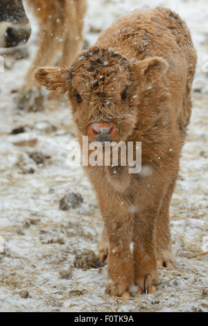 Calf (Bos taurus) in snow on Aurochs breeding site run by The Taurus Foundation, Keent Nature Reserve, The Netherlands, January. Stock Photo