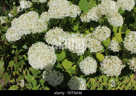 England Dorset Garden Flowers Hydrangea arborescens 'Grandiflora' Bushy White Round Flower Heads  Peter Baker Stock Photo