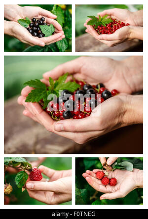 Berries picking collage.Locavore, clean eating,organic agriculture, local farming,growing concept. Selective focus Stock Photo