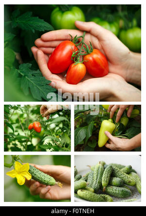 Vegetable harvesting collage.Locavore, clean eating,organic agriculture, local farming,growing concept. Selective focus Stock Photo