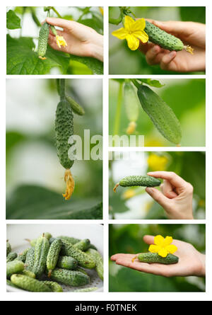 Cucumbers picking collage.Locavore, clean eating,organic agriculture, local farming,growing concept. Selective focus Stock Photo