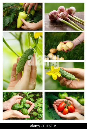 Harvest collage. Locavore, clean eating,organic agriculture, local farming,growing,harvesting concept. Stock Photo