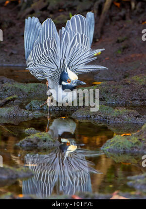 Yellow-crowned Night Heron courting display