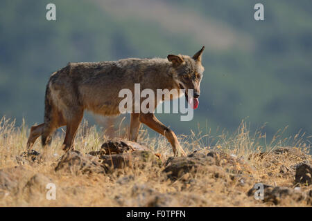 Eurasian grey wolf (Canis lupus lupus) at a vulture watching site in the Madzharovo valley, Eastern Rhodope Mountains, Bulgaria, May 2013. Stock Photo