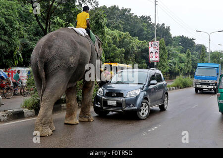 Dhaka 21 August 2015. An elephant tries to collect money from cars, hampering traffic movement on the busy city streets in Dhaka. Estimates say there are about 200 wild elephants left in Bangladesh, mostly in border areas with Myanmar and India. Some 100 domesticated elephants are used mainly in the logging industry and several circuses. To see an elephant roam the streets of Dhaka is a rarity. Stock Photo