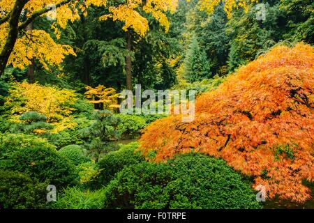 Japanese garden in autumn with Japanese maple amongst various bushes and trees Stock Photo