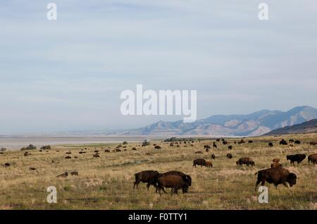 Herd of American buffalo grazing in Antelope Island State Park, Syracuse, UT, USA Stock Photo