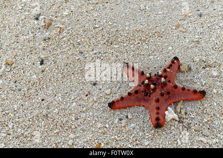 A Seven-Inch Dead Starfish On the Sand. A pretty starfish lies on the beach. Dozens of this can be found around, and more Stock Photo