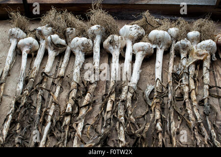 Harvested Garlic 'picardy wight' bulbs on a shed worktop Stock Photo