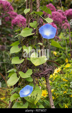 Ipomoea tricolor 'Heavenly blue'. Morning glory 'Heavenly Blue' flowers Stock Photo