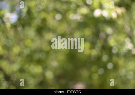Green bokeh background. Element of design. Stock Photo