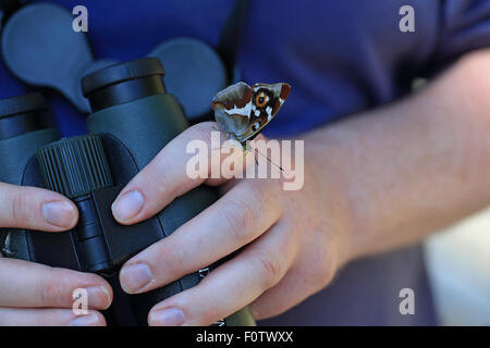 Purple Emperor (Apatura iris) Stock Photo