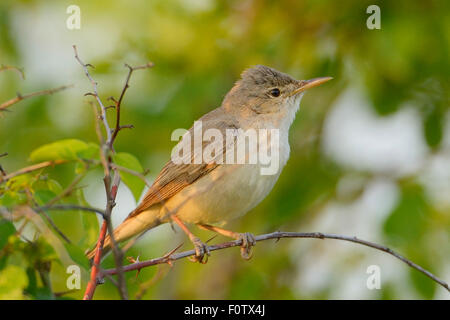 Eastern olivaceous warbler (Hippolais pallida) Sakar Mountains, Eastern Rhodope Mountains, Bulgaria, May 2013. Stock Photo