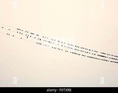 Rows of birds gathering on telephone wires Stock Photo