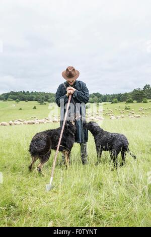 Farmer in field with sheepdogs Stock Photo