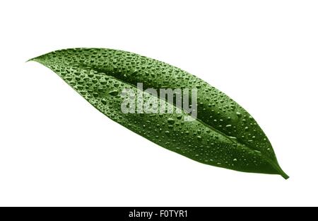 Still life of green leaf covered in water droplets Stock Photo