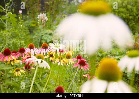 Close up of white and yellow echinacea flowers in herb garden Stock Photo