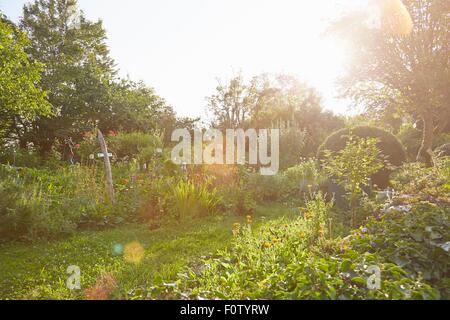 Herb garden in sunlight Stock Photo