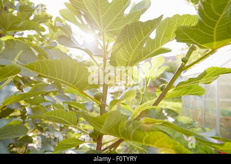 Backlit close up of fig tree in garden Stock Photo