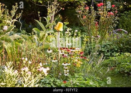 Echinacea flowers in herb garden Stock Photo