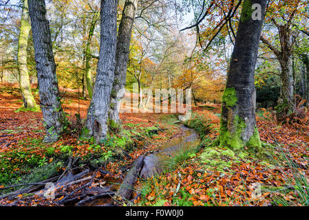 A beautiful woodland stream on an Autumn morning at Bolderwood in the New Forest National Park in Hampshire Stock Photo