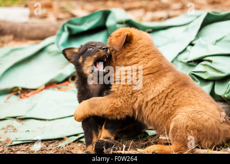 Cute stray puppies playing Stock Photo