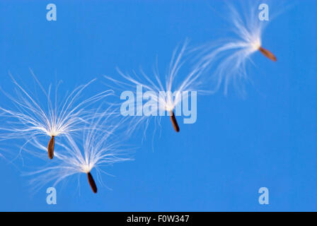 Close up of dandelion seeds floating in the air against blue sky Stock Photo