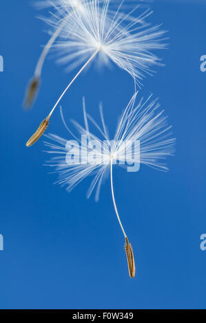 Close up of dandelion seeds floating in the air against blue sky Stock Photo