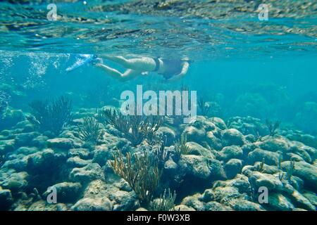 Snorkeler swimming underwater over coral Stock Photo