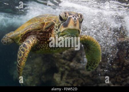 Underwater portrait of turtle swimming in ocean, Hawaii, USA Stock Photo