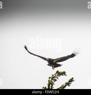 Low angle view of California Condor (Gymnogyps californianus) in flight,  Garrapata Sate Park, California, USA Stock Photo