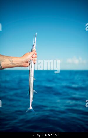 Fishermans hand holding fish, Islamorada, Florida, USA Stock Photo