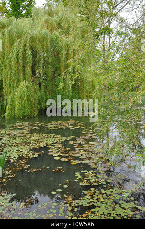 Weeping Willow Tree ( Salix babylonica 'Pendula' )  with Water Lily Leaves on a lake at Highnam.Court Garden. UK. Stock Photo