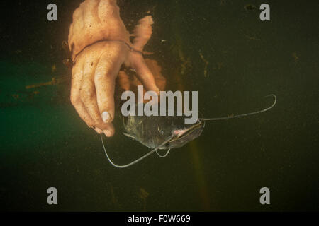 Young Wels catfish (Silurus glanis) caught in a fyke net is released back to the shallow and turbid lake by the fisherman, Danube Delta, Romania, June. Stock Photo