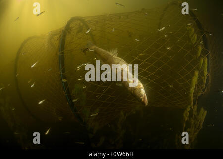 Pike-perch fish (Sander / Stizostedion lucioperca) caught in traditional fyke net, Danube Delta, Romania, June. Stock Photo